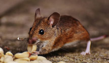 24 Hour & Emergency Exterminators in Lakeville, IN
